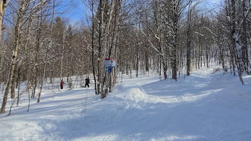 People Skiing In Winter Forest