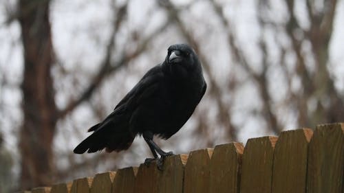 Black Crow on a Wooden Fence