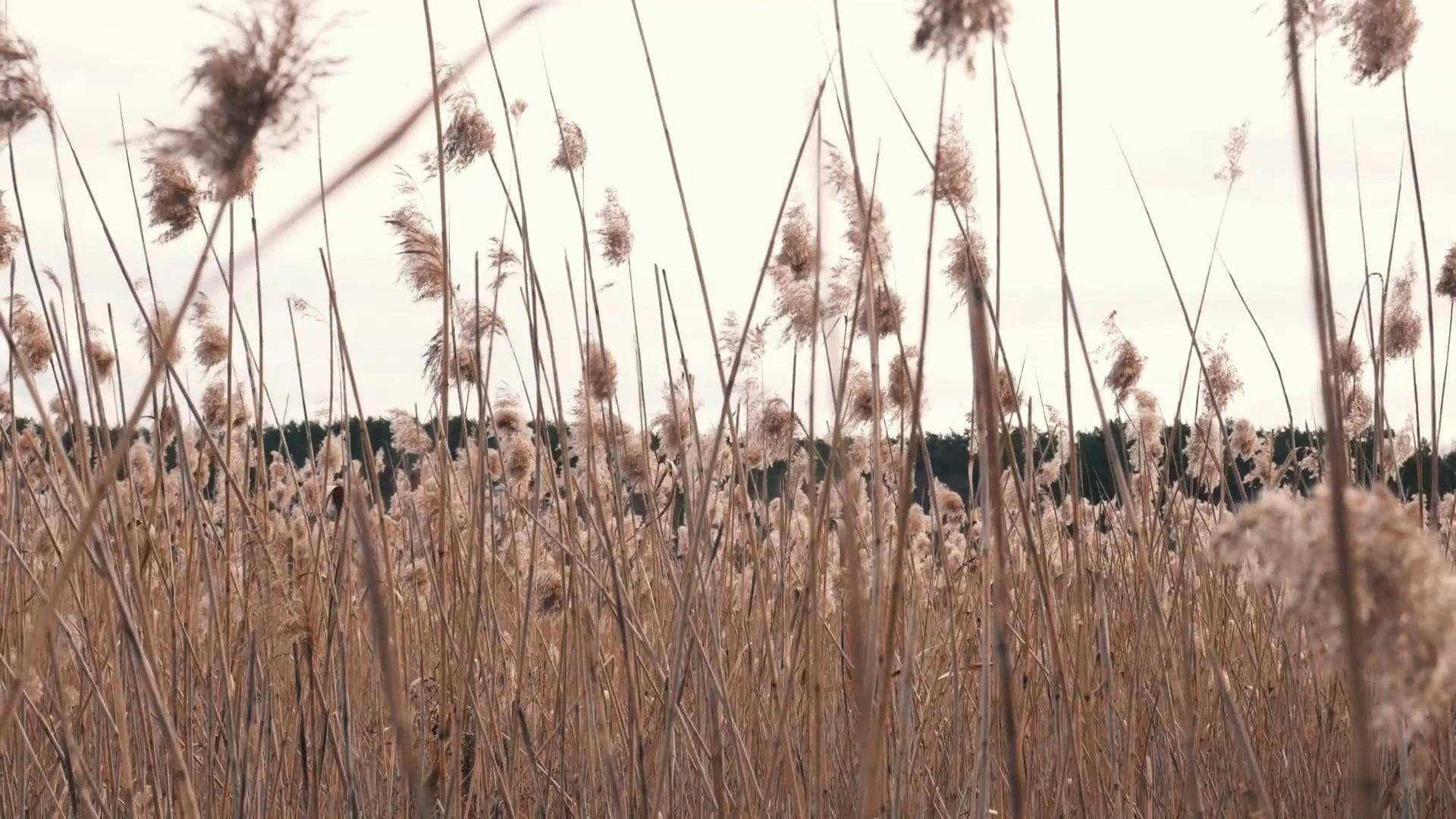 Video by Nature       Feels