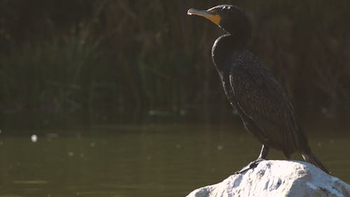 A Cormorant Perched on a Rock