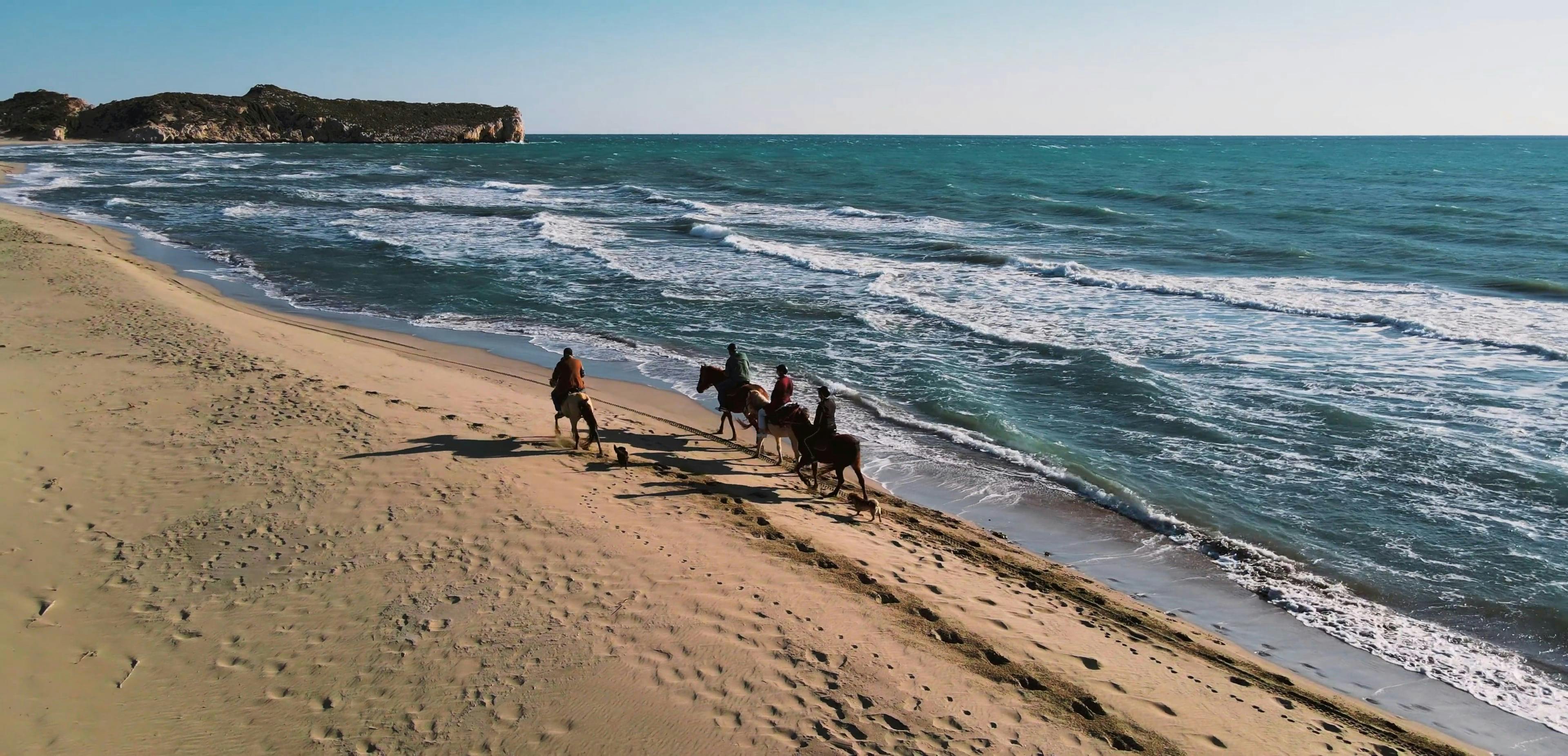 Panoramic Dog Videos, Download The BEST Free 4k Stock Video Footage