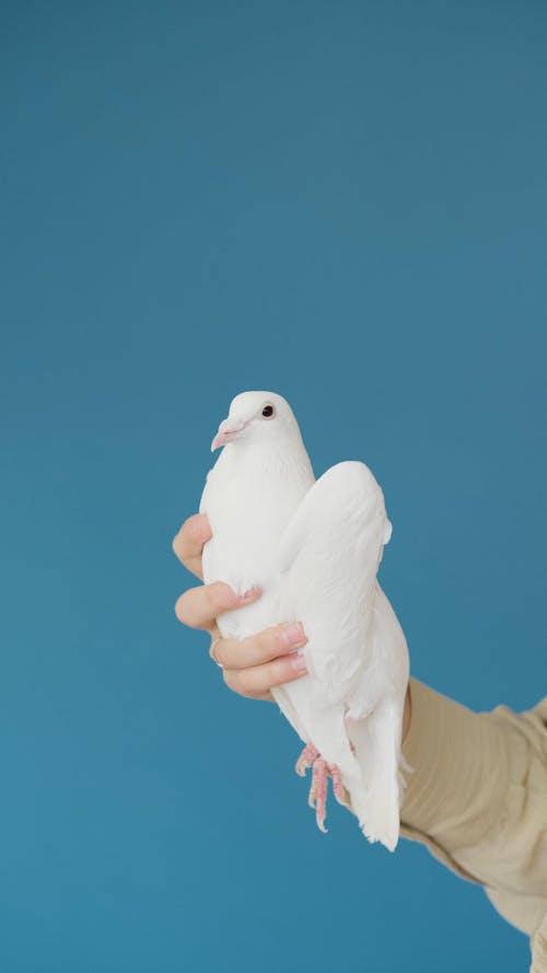 A Person Holding a Dove 