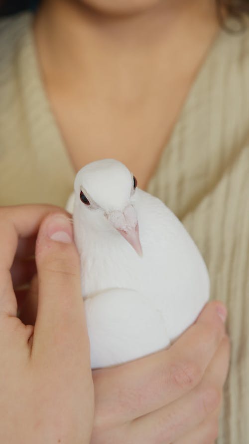 A Person Holding A Bird