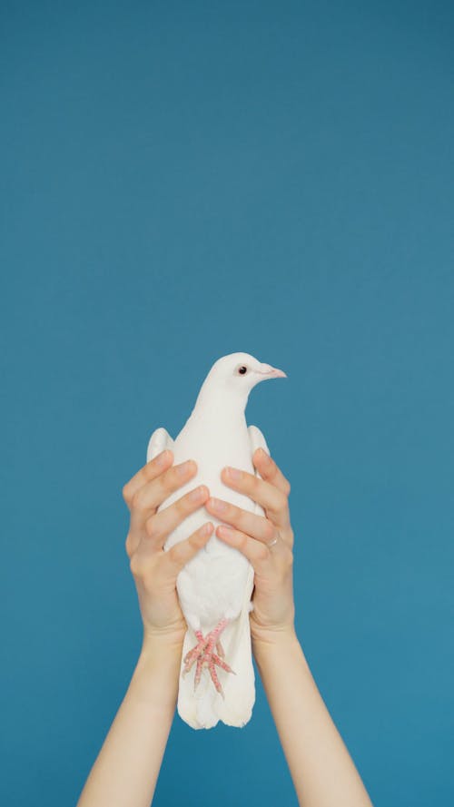 Person Holding a Dove
