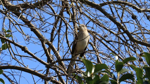 A Bird Perched in Tree Branches