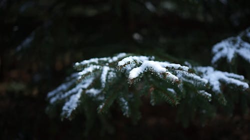 A Snow Covered Tree Branch