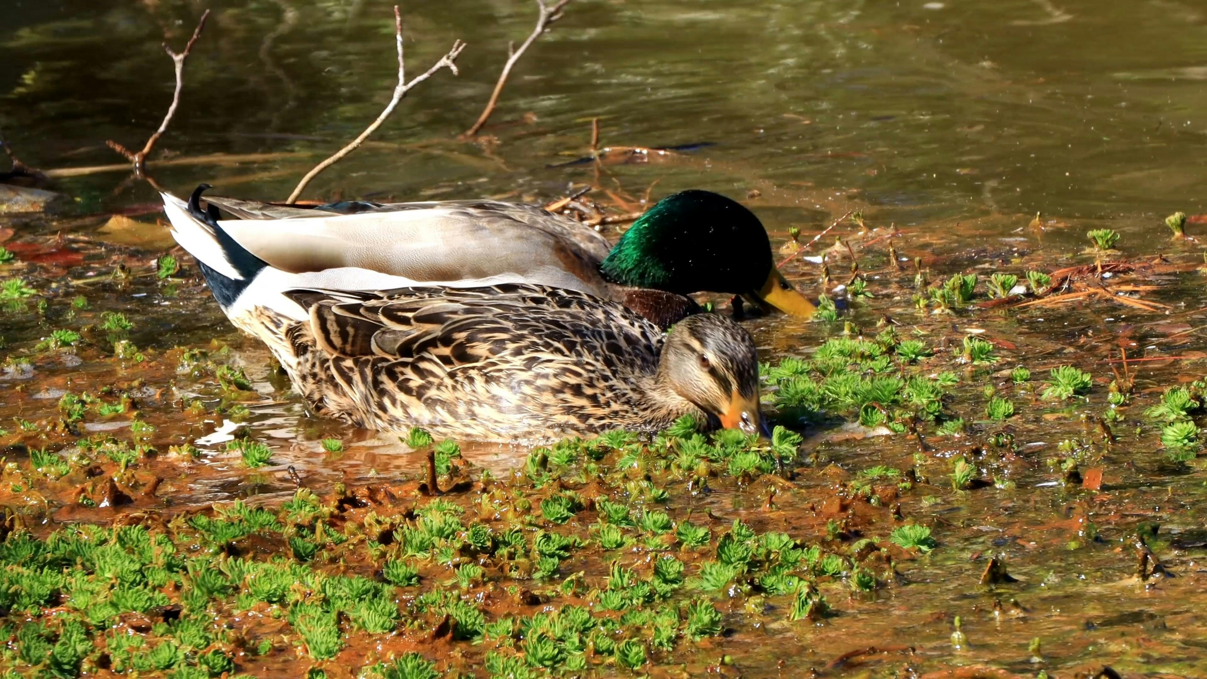 Close up Shot of Ducks Eating in the Pond · Free Stock Video