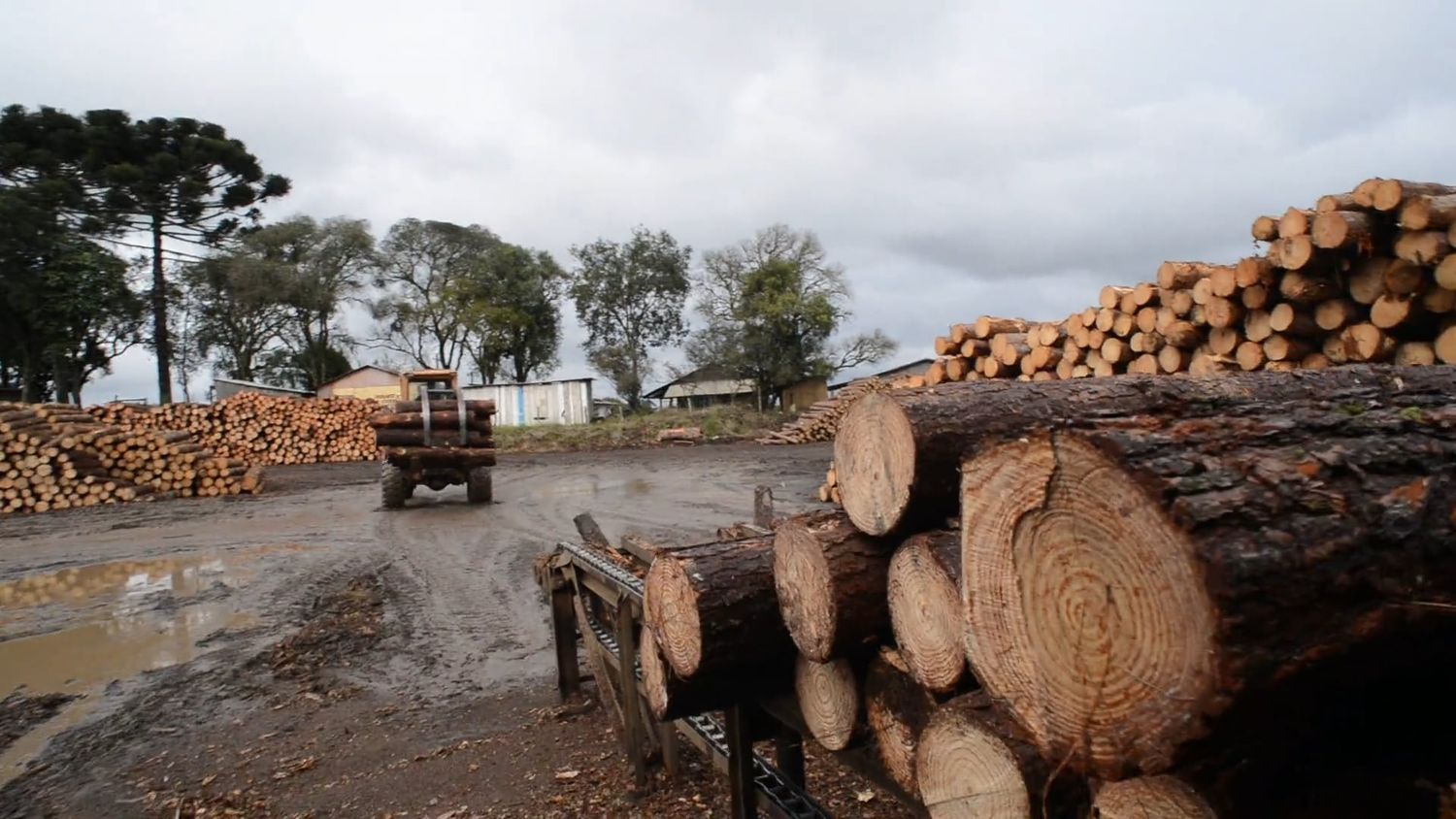 Timber Logging Videos, Download The BEST Free 4k Stock Video Footage ...