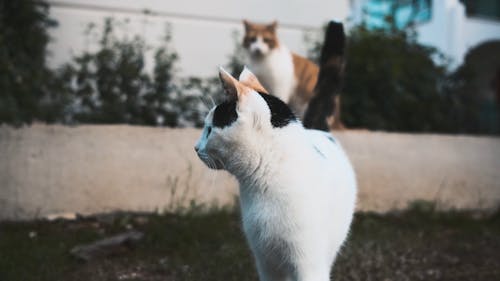 Close up of a Cat