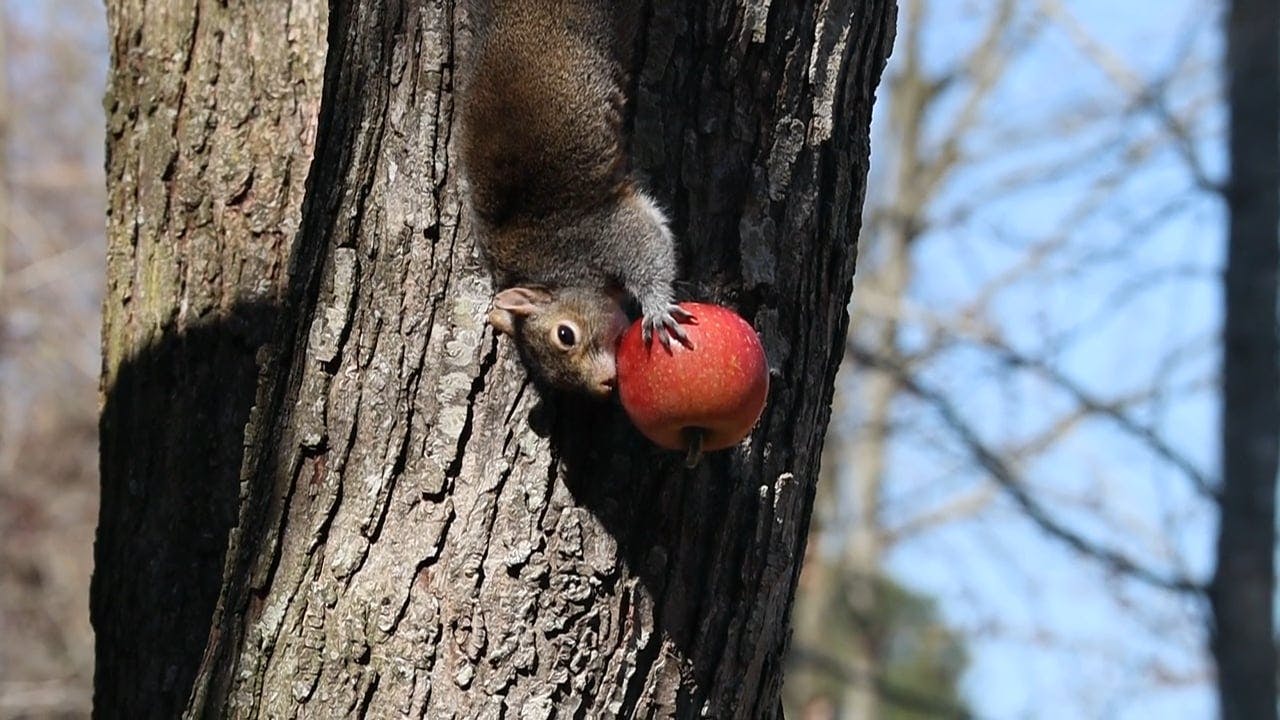 Video of a Squirrel Eating Apple Free Stock Video Footage, RoyaltyFree