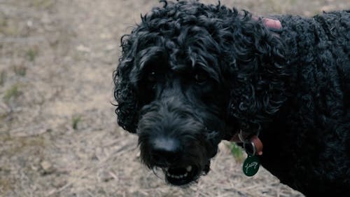 Close Up Video of a Dog