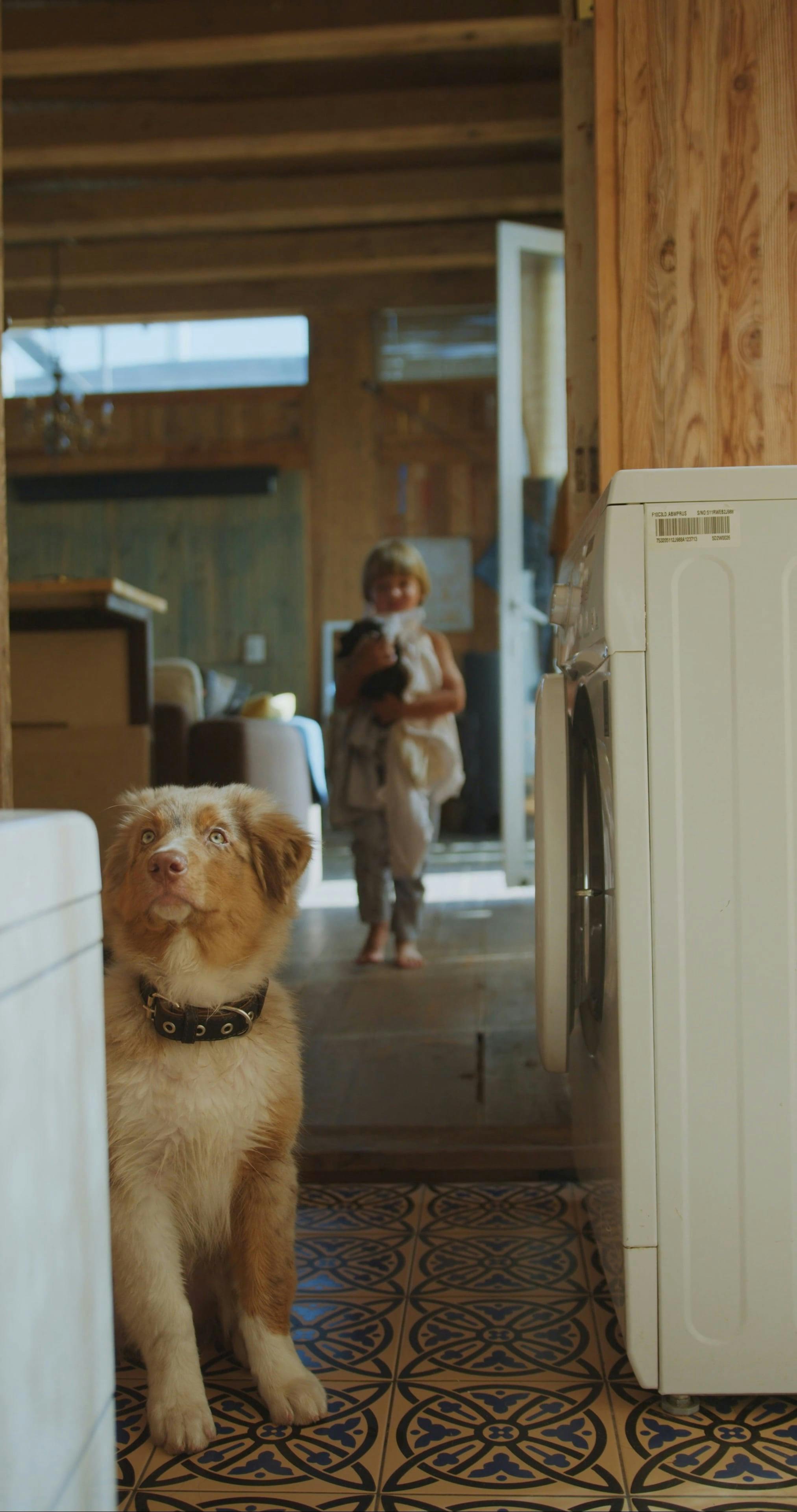 How To Clean Dog Hair Videos, Download The BEST Free 4k Stock Video