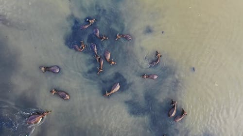 Drone Footage of a Water Buffalo at the river