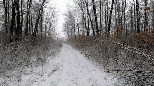 Heavy Snowfall in the Forest