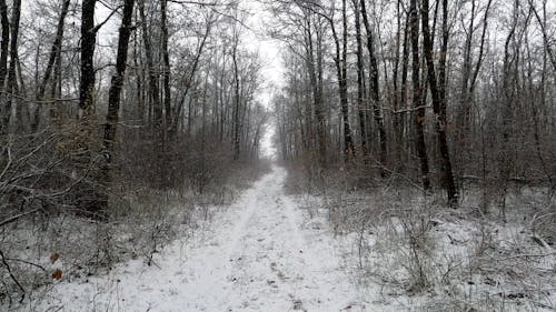Heavy Snowfall in the Forest