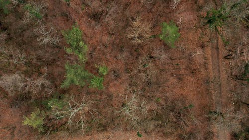 Birds Eye View Of A Forest Trail