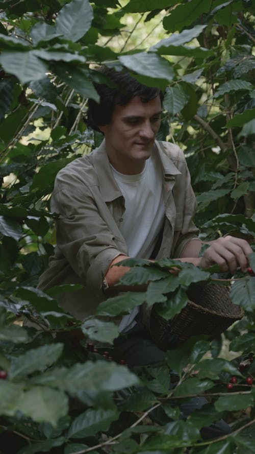 A Man Harvesting Coffee Cherries