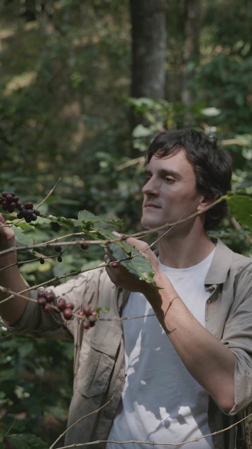 A Framer Checking The Coffee Cherries