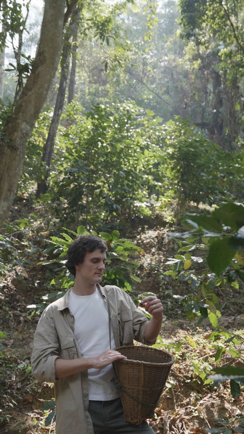 A Man Looking at Harvested Coffee Cherries