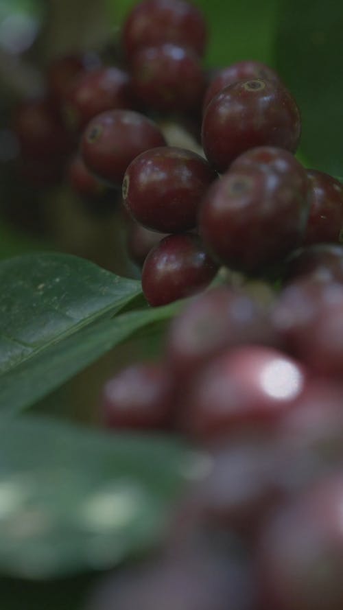 Close-Up Video of a Coffee Plant