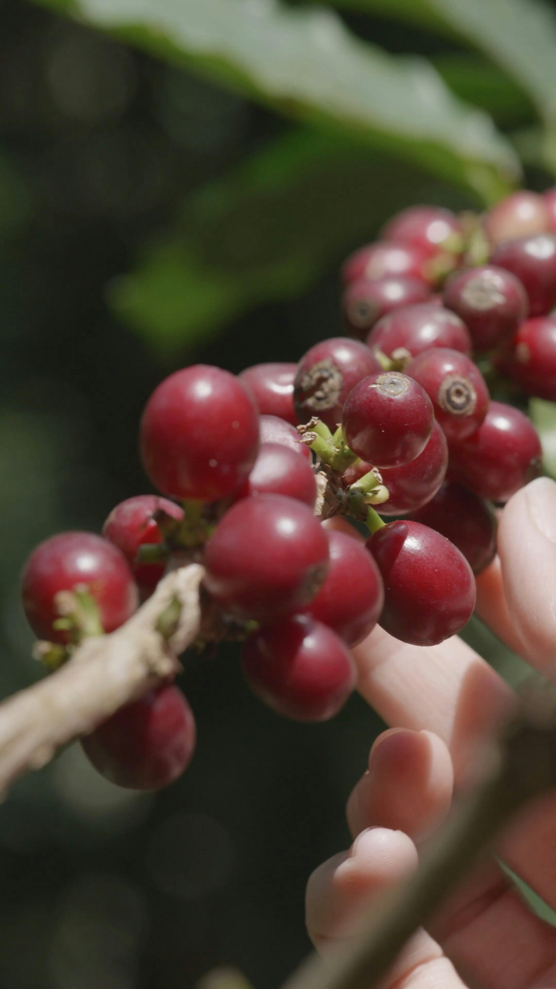 Coffee Plant Videos, Download The BEST Free 4k Stock Video Footage
