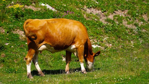 Cow Eating Grass