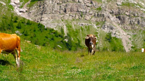 Cow Walking at a Farm