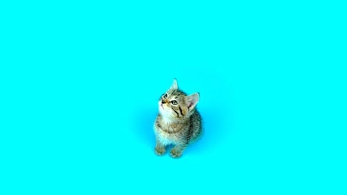 Kitten on a Light Blue Background