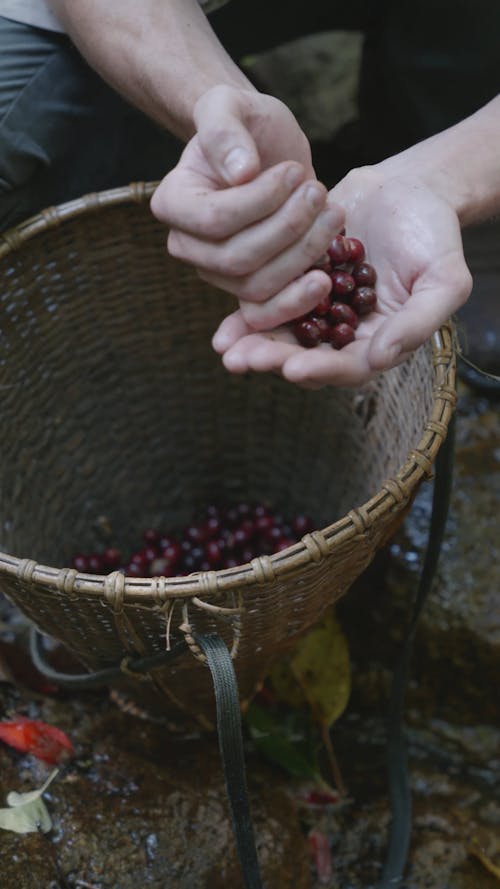 A Person Washing Coffea Fruits with Natural Water