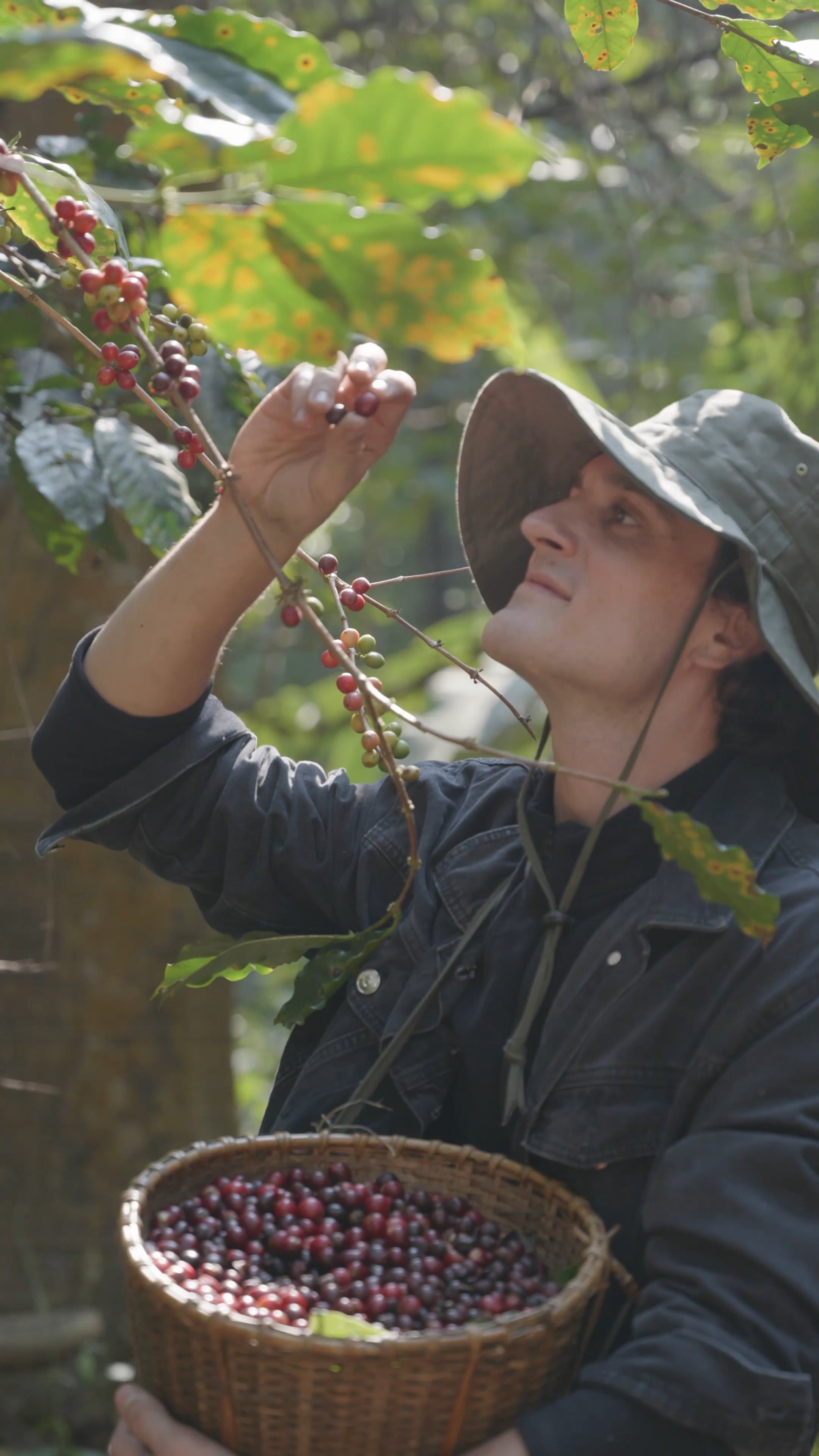 Person Picking a Raspberries · Free Stock Video