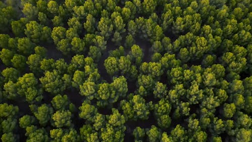 Drone Footage of Trees in a Forest