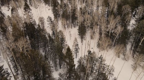 Aerial Footage Of Winter Forest