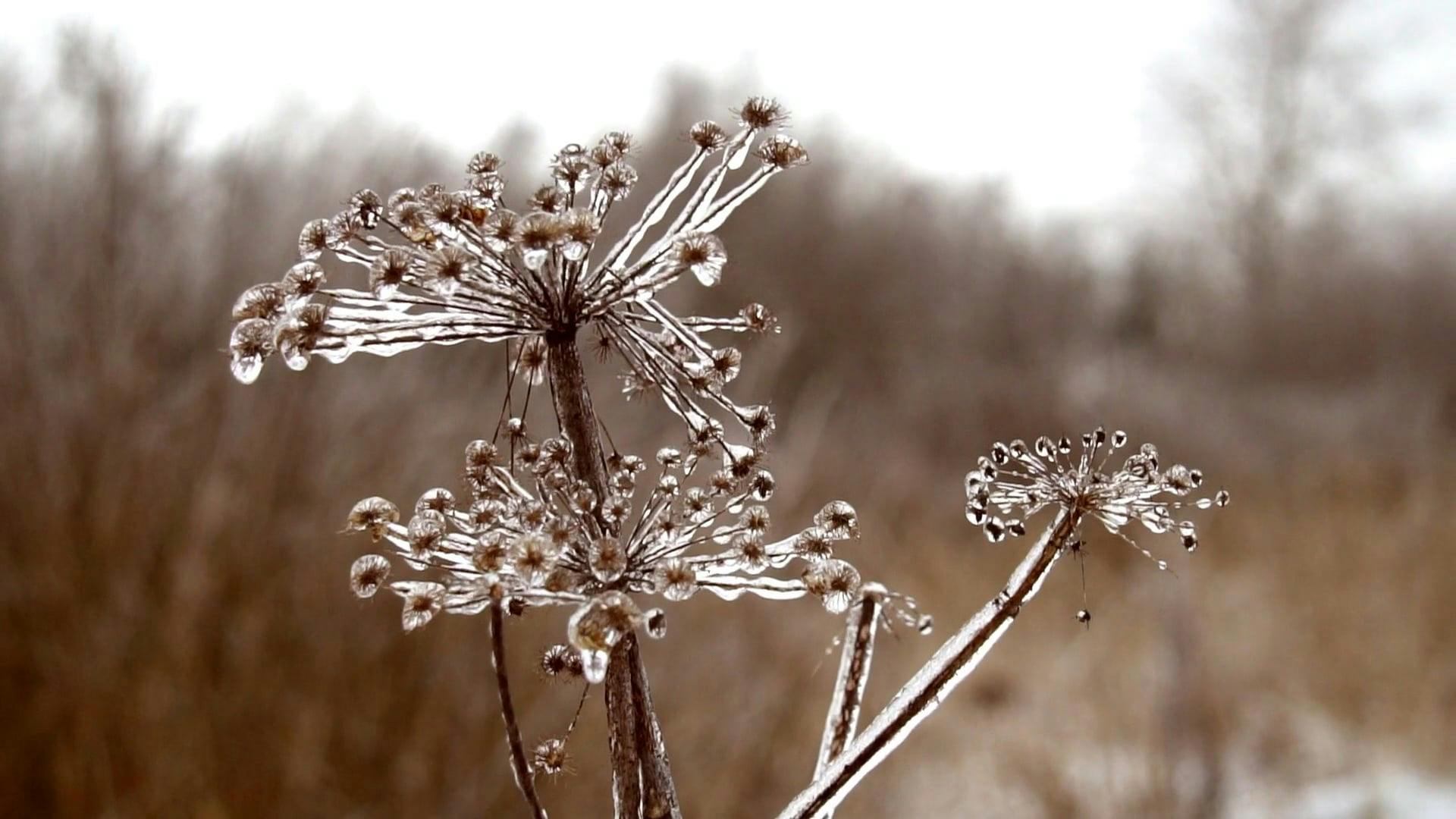 Close Up Video of Frozen Flowers · Free Stock Video