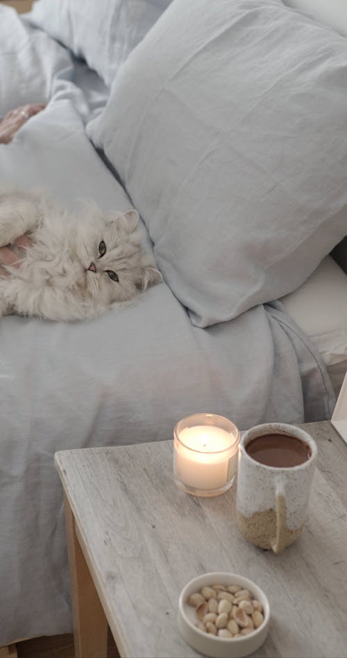 White Cat Lying Down on the Bed