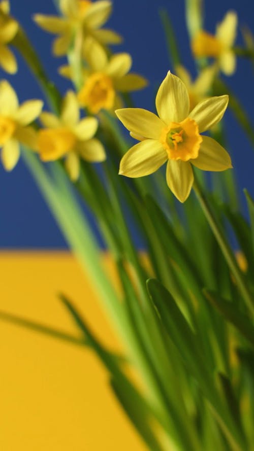 Video of a Daffodil Flower