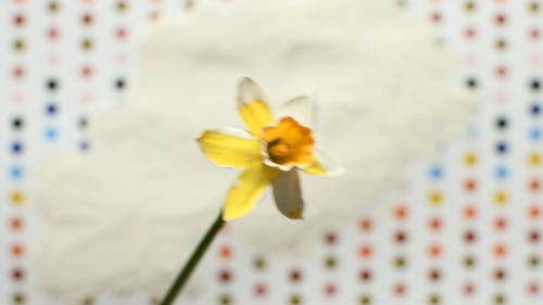 Close-Up Video of a Yellow Flower with White Paint