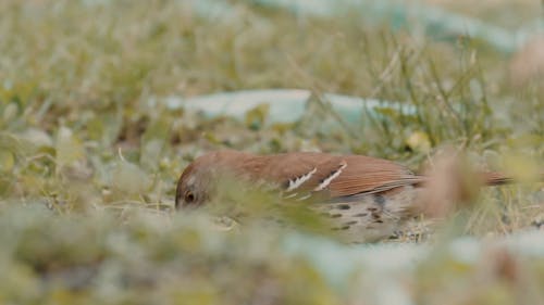 Little Sparrow on the Ground