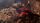 embers