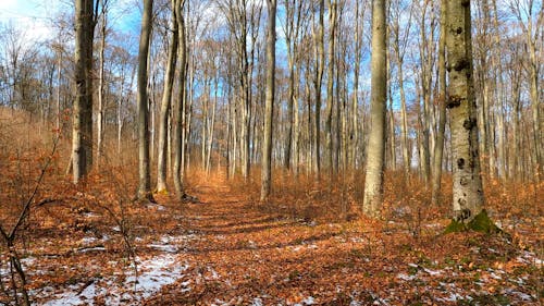 Forest in Autumn