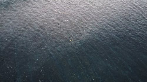 Bird's Eye View of People Surfing