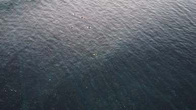 bird s eye view of people surfing