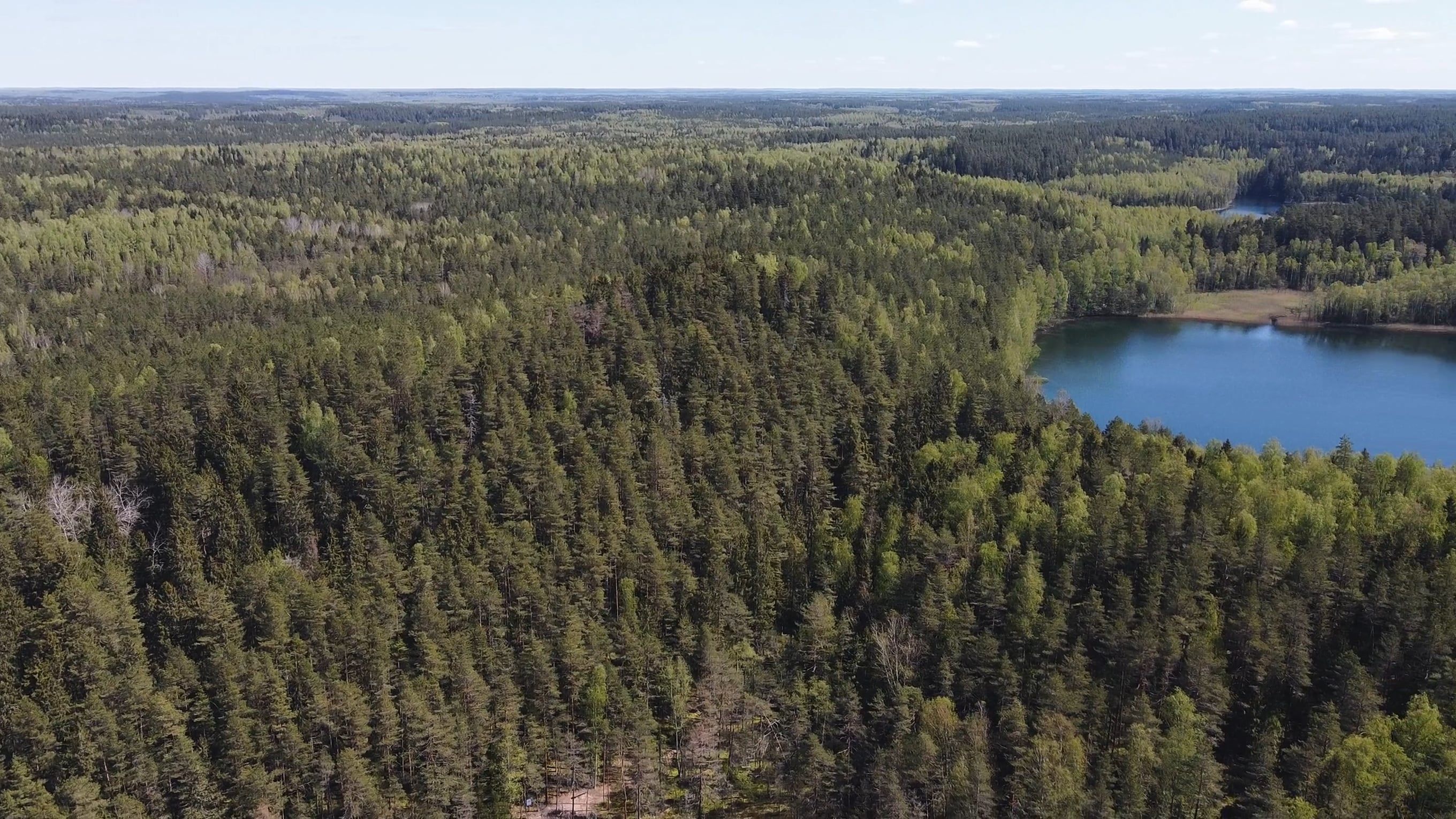 Drone Shot of a Forest by a Lake Free Stock Video Footage, Royalty-Free ...