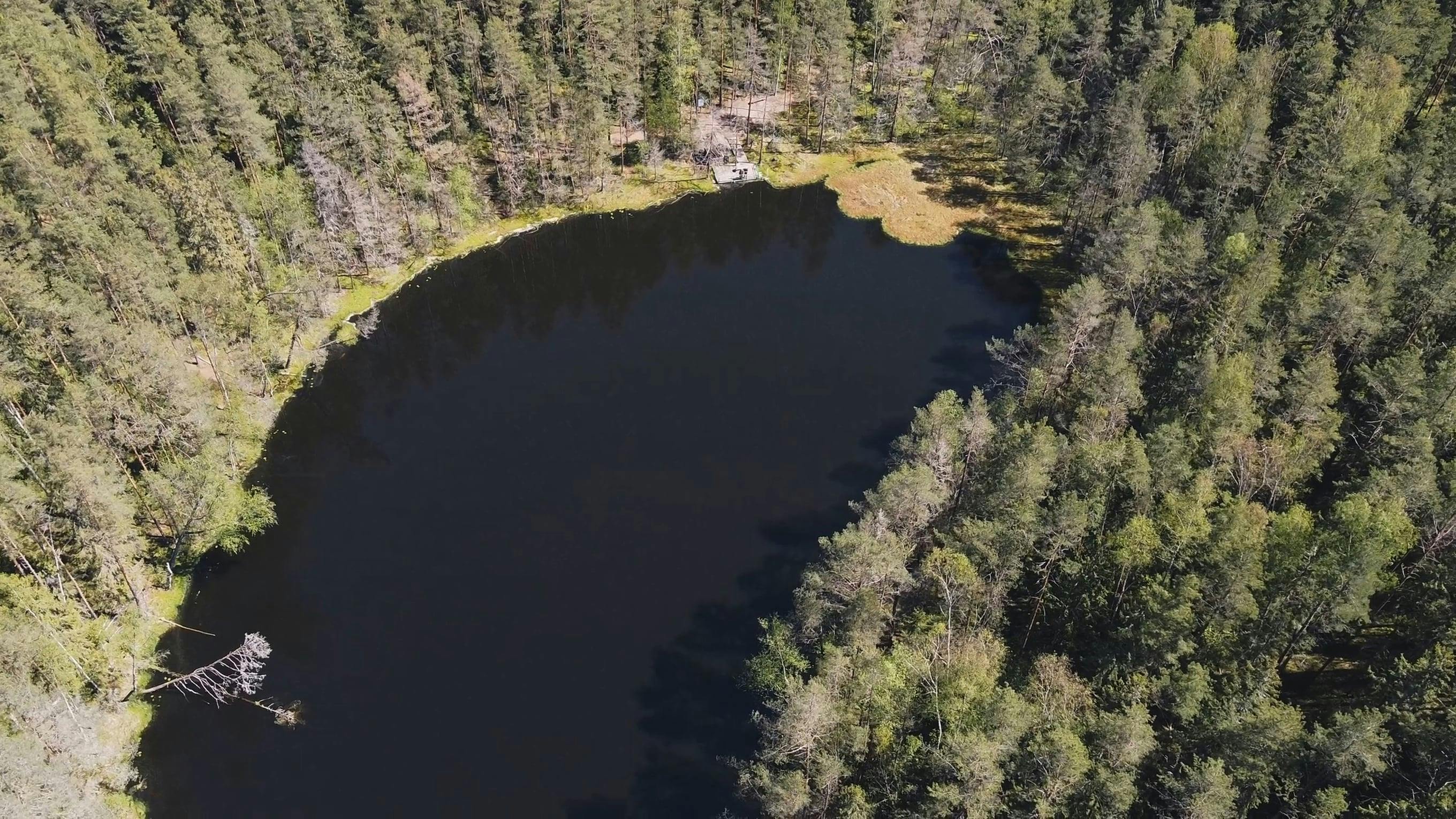 Drone Shot of a Forest Lake · Free Stock Video