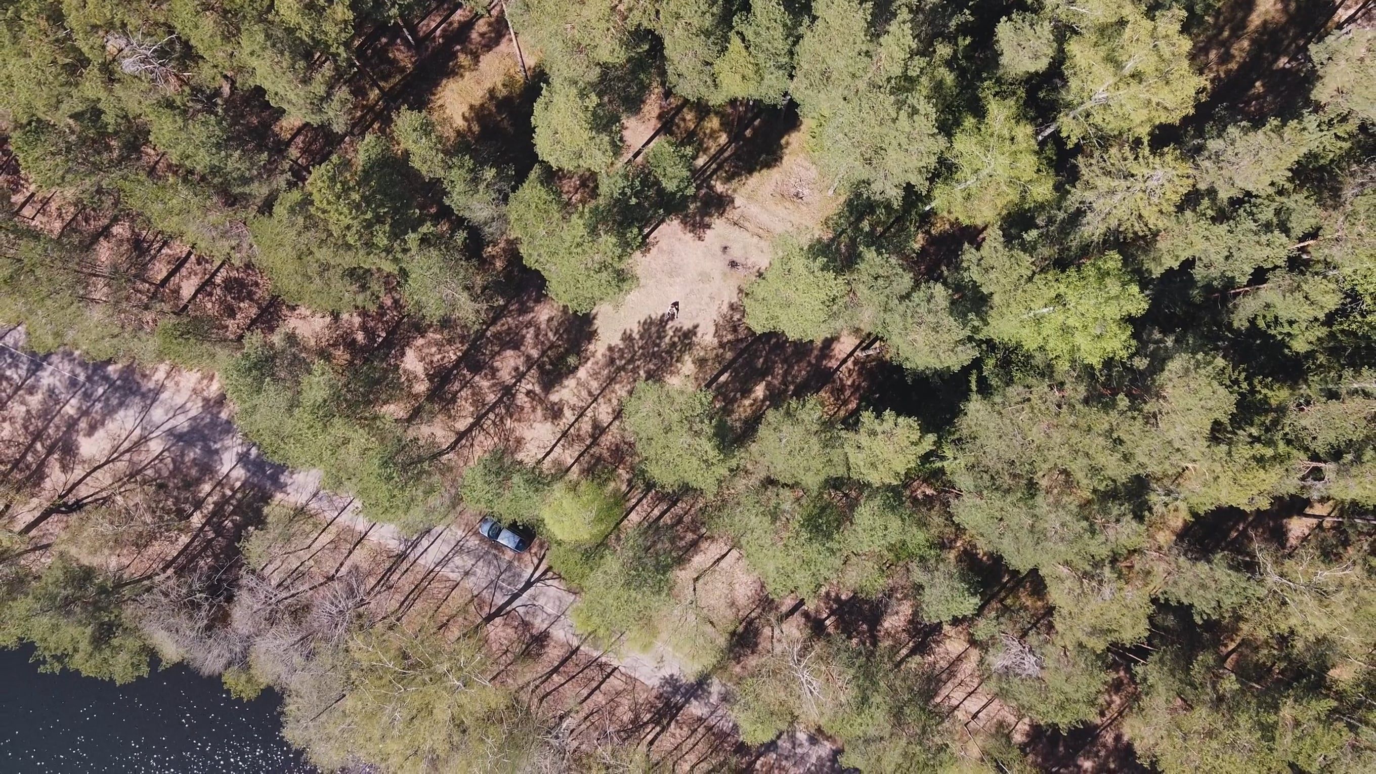 Drone Footage of a Dense Forest beside a Body of Water · Free Stock Video