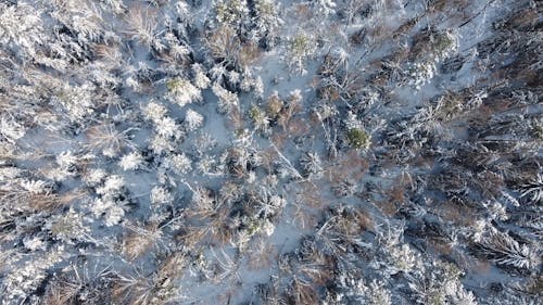 High Angle Shot of Snow Covered Trees in the Forest