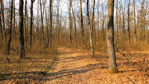 Walking Through The Forest