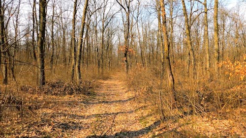 Forest in Autumn