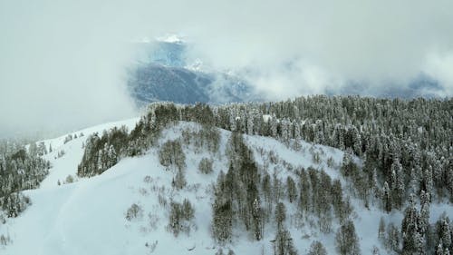 Snow Covered Mountain and Trees