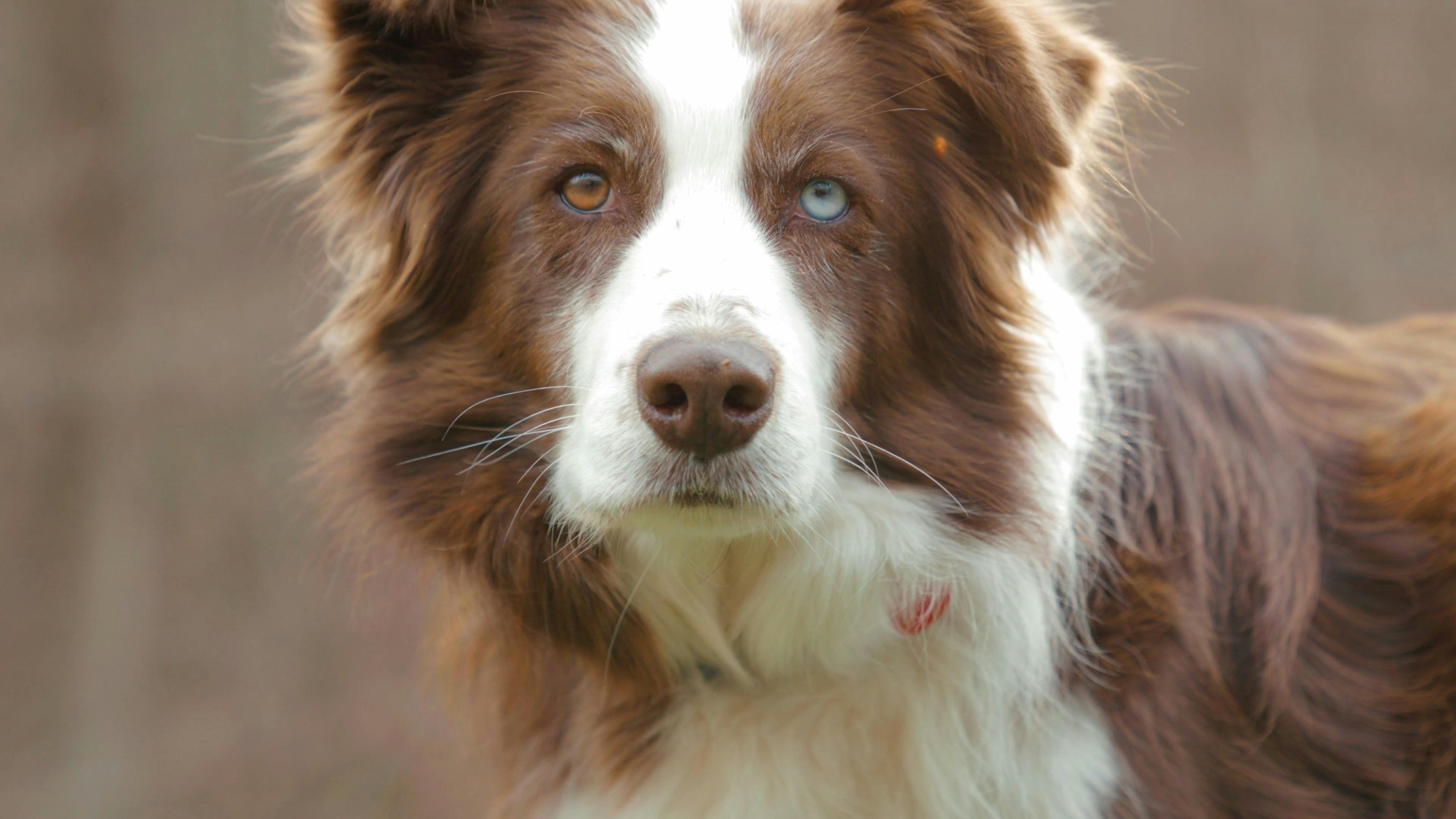 best dog clippers for australian shepherd