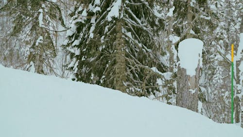 A Person Video Recording a Woman Snowboarding